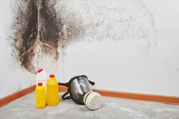 Best Certified Mold Removal  in Citrus, CA