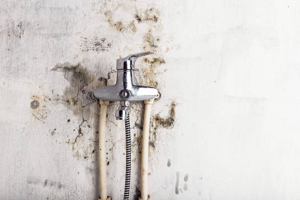 Best Commercial Mold Removal  in Citrus, CA