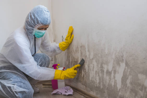 Best Fast Mold Removal  in Citrus, CA