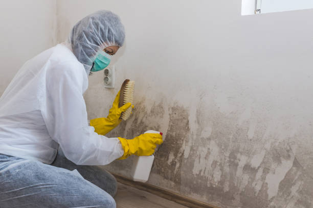 Best Same-Day Mold Removal  in Citrus, CA