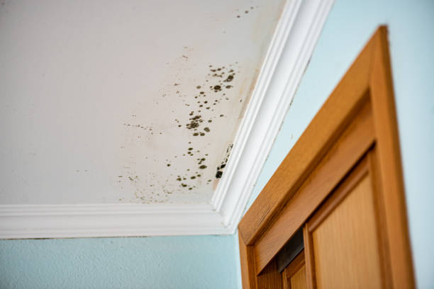Best Attic Mold Removal  in Citrus, CA