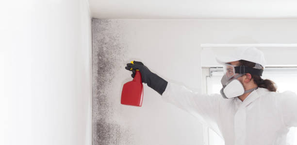 Best Black Mold Removal  in Citrus, CA