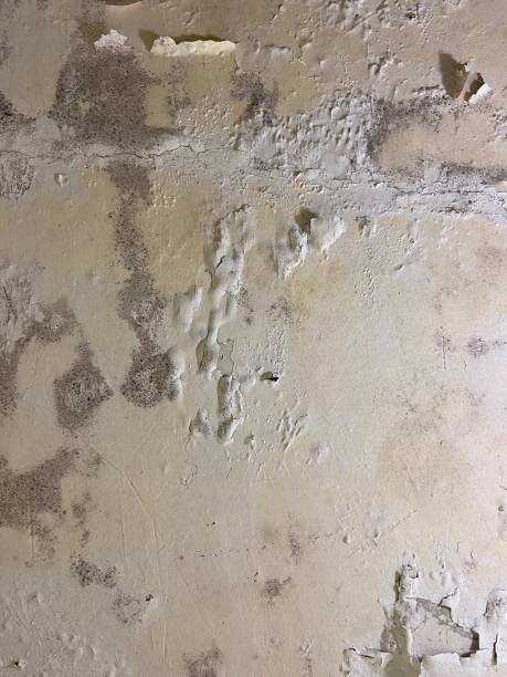 Best Mold Removal Near Me  in Citrus, CA
