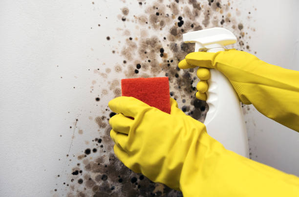 Best Black Mold Removal  in Citrus, CA