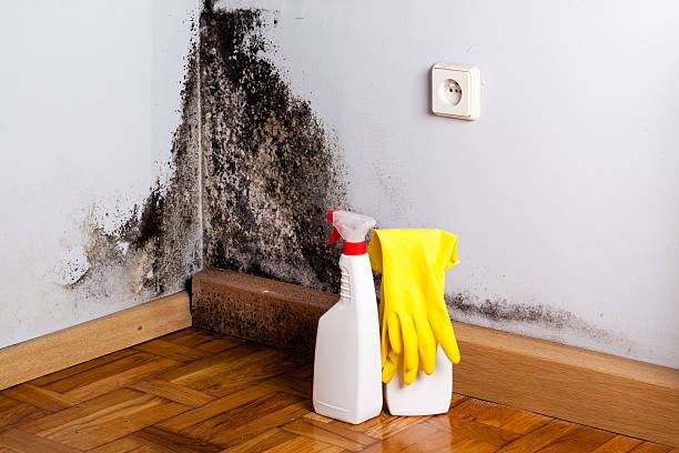 Best Professional Mold Removal  in Citrus, CA