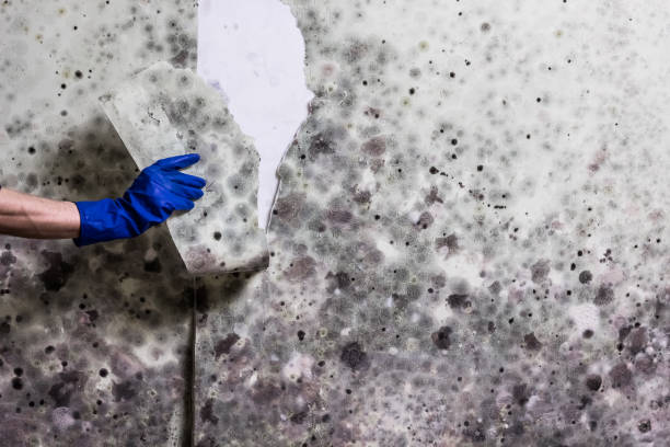 Best Residential Mold Removal  in Citrus, CA